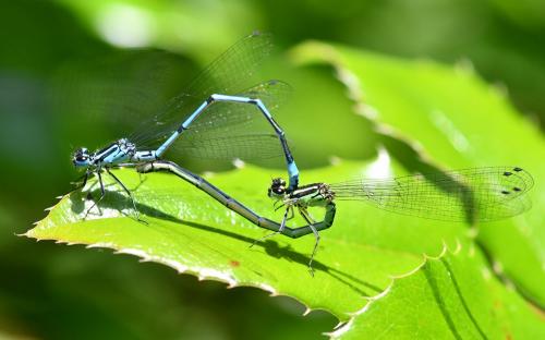 Réf. 256 842 : Coenagrion puella